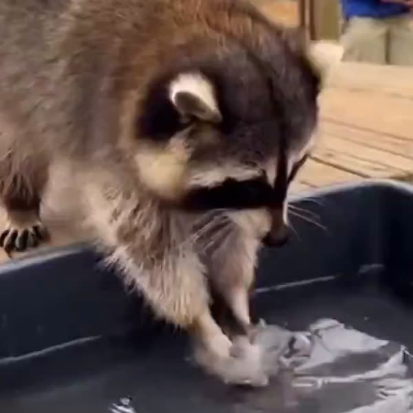 raccoon feeling around in the water, paws empty