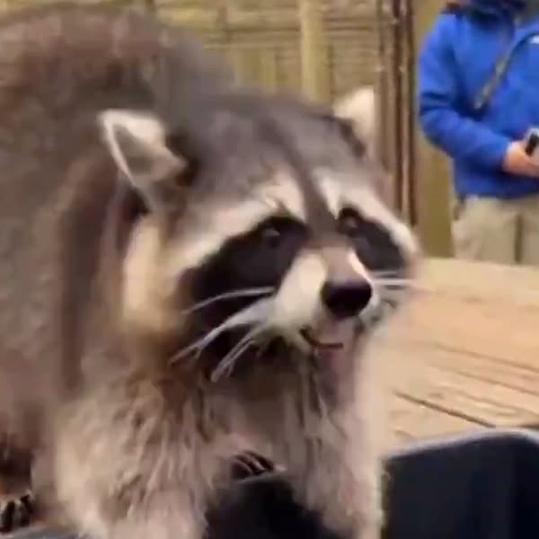 raccoon looking up, shocked